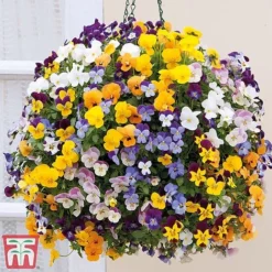 Viola 'Teardrops' Pre-Planted Hanging Basket