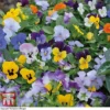Viola 'Sorbet XP' -Cheap Tree Foliage Store VIOL SORBETMIX T03672W