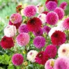Dahlia 'Pink/Purple Pompon Mix' -Cheap Tree Foliage Store VISI51794