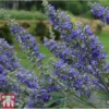 Vitex Agnus-castus 'Delta Blues' -Cheap Tree Foliage Store VITE T81832 A
