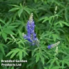 Vitex Agnus-castus 'Blue Puffball' 2 Vitex Agnus-castus 'Blue Puffball' -Cheap Tree Foliage Store VITE BLUEPUFFB L30439