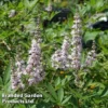 Vitex Agnus-castus 'Pink Pinnacle' 1 Vitex Agnus-castus 'Pink Pinnacle' -Cheap Tree Foliage Store VITE PINKPINNA W30440