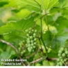 Vitis Coignetiae -Cheap Tree Foliage Store VITI COIGNETIA W30441