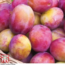 Premium Patio Standard Collection -Cheap Tree Foliage Store Victoria