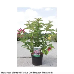 Weigela 'Bristol Ruby' -Cheap Tree Foliage Store WEIG T66524 A h