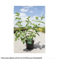 Weigela Middendorffiana 7 Weigela Middendorffiana -Cheap Tree Foliage Store WEIG T66530 B h