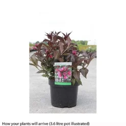Weigela 'Naomi Campbell' -Cheap Tree Foliage Store WEIG T66533 A h