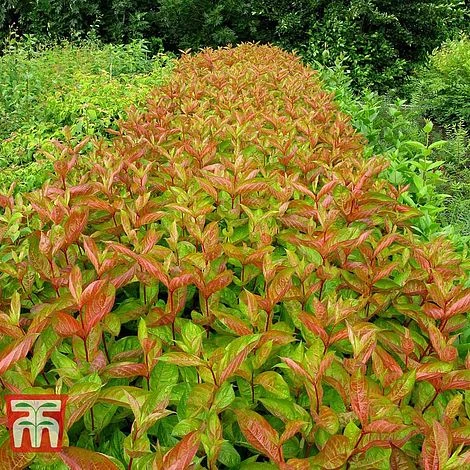 Weigela Florida 'Wings Of Fire' 4 Weigela Florida 'Wings Of Fire' - Image 2