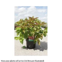 Weigela Florida 'Wings Of Fire' 16 Weigela Florida 'Wings Of Fire' -Cheap Tree Foliage Store WEIG T66535 B h