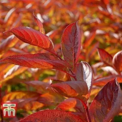 Weigela Florida 'Wings Of Fire' 14 Weigela Florida 'Wings Of Fire' -Cheap Tree Foliage Store WEIG T66535 C