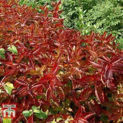 Weigela Florida 'Wings Of Fire' 15 Weigela Florida 'Wings Of Fire' -Cheap Tree Foliage Store WEIG T66535 D