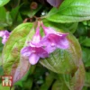Weigela Florida 'Wings Of Fire' 1 Weigela Florida 'Wings Of Fire' -Cheap Tree Foliage Store WEIG T66535 E