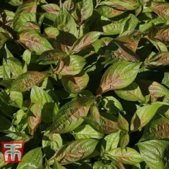 Weigela Florida 'Wings Of Fire' 18 Weigela Florida 'Wings Of Fire' -Cheap Tree Foliage Store WEIG T66535 H