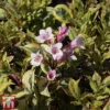 Weigela Florida 'Magical Rainbow' 1 Weigela Florida 'Magical Rainbow' -Cheap Tree Foliage Store WEIG TKA3716 A