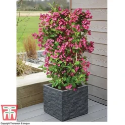 Weigela 'Towers Of Flowers'® Duo -Cheap Tree Foliage Store WEIG WKB5878 D