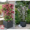 Weigela 'Towers Of Flowers'® Duo 1 Weigela 'Towers Of Flowers'® Duo -Cheap Tree Foliage Store WEIG WKB5878 F
