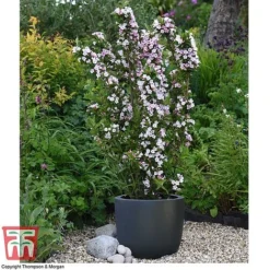 Weigela 'Towers Of Flowers'® Duo -Cheap Tree Foliage Store WEIG WKB5878 Q