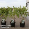 Weigela 'Bristol Snowflake' 2 Weigela 'Bristol Snowflake' -Cheap Tree Foliage Store WEIG BRISTOLSN S46151