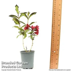 Weigela 'Camouflage' -Cheap Tree Foliage Store WEIG CAMOUF9CM T50087