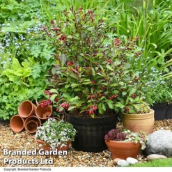 Weigela 'Camouflage' -Cheap Tree Foliage Store WEIG CAMOUFLAG T39702