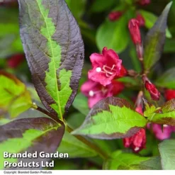Weigela 'Camouflage' -Cheap Tree Foliage Store WEIG CAMOUFLAG T39705