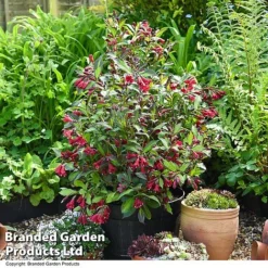 Weigela 'Camouflage' -Cheap Tree Foliage Store WEIG CAMOUFLAG T39771