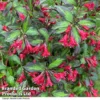 Weigela 'Camouflage' 2 Weigela 'Camouflage' -Cheap Tree Foliage Store WEIG CAMOUFLAG T39900