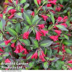 Weigela 'Camouflage' -Cheap Tree Foliage Store WEIG CAMOUFLAG T39902