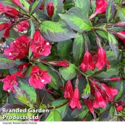 Weigela 'Camouflage' -Cheap Tree Foliage Store WEIG CAMOUFLAG T39904