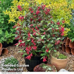 Weigela 'Camouflage' -Cheap Tree Foliage Store WEIG CAMOUFLAG T39905