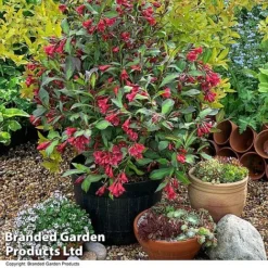 Weigela 'Camouflage' -Cheap Tree Foliage Store WEIG CAMOUFLAG T39907