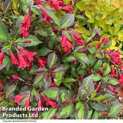 Weigela 'Camouflage' -Cheap Tree Foliage Store WEIG CAMOUFLAG T39908
