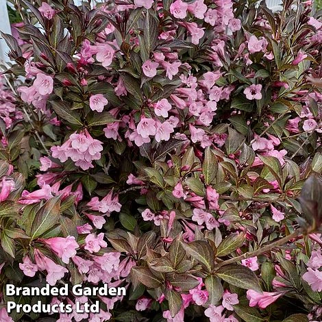 Weigela 'Vintage Love' 3 Weigela 'Vintage Love'