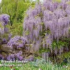 Wisteria Floribunda 'Lavender Lace' -Cheap Tree Foliage Store WIST KC5942