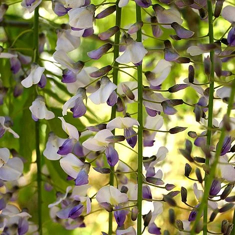 Wisteria 'Tiverton' 3 Wisteria 'Tiverton'