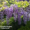Wisteria Sinensis 1 Wisteria Sinensis -Cheap Tree Foliage Store WIST T57979 B1