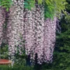 Wisteria Floribunda 'Rosea' -Cheap Tree Foliage Store WIST T67305 A h