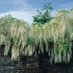 Wisteria Floribunda 'Alba'