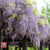Wisteria Floribunda 'Domino' -Cheap Tree Foliage Store WIST T74404 B