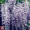 Wisteria Floribunda 'Burford' -Cheap Tree Foliage Store WIST TKA2157 A