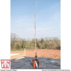 Wisteria Sinensis 'Amethyst' -Cheap Tree Foliage Store WIST TKA3732 C