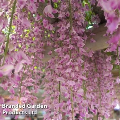 Wisteria Trio -Cheap Tree Foliage Store WIST ROSEA L034071