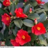 Camellia '1001 Summer Nights' Jasmine -Cheap Tree Foliage Store WKB6245 CAM 1