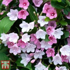 Weigela 'Towers Of Flowers'® Duo -Cheap Tree Foliage Store Weig app