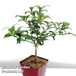 Yuzu Citrus Plant 14 Yuzu Citrus Plant -Cheap Tree Foliage Store YUZU KC5366 B1