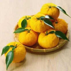 Yuzu Citrus Plant 13 Yuzu Citrus Plant -Cheap Tree Foliage Store YUZU KC5366 NOW1