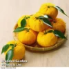Yuzu Citrus Plant -Cheap Tree Foliage Store YUZU KC53661