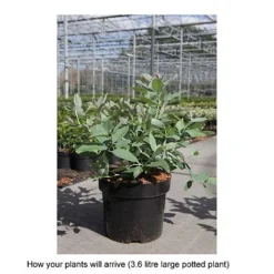 Zenobia Pulverulenta 'Blue Sky' -Cheap Tree Foliage Store ZENO T68227 B h