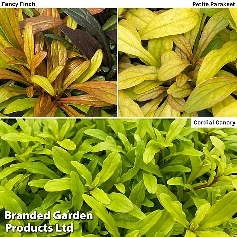 Ajuga Feathered Friends Trio 4 Ajuga Feathered Friends Trio - Image 2