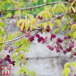 Akebia Quinata -Cheap Tree Foliage Store ake